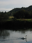 24128 Swan and castle in distance.jpg